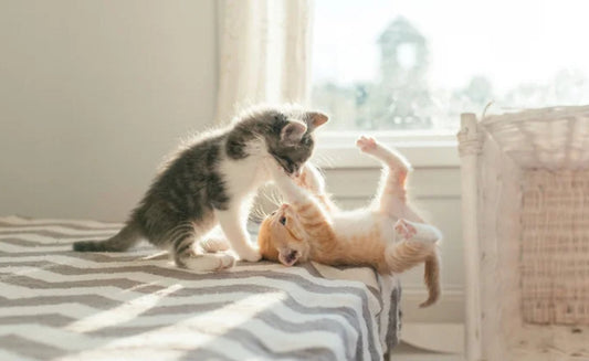 🐱 7 Weirdly Cute Things Only Cat Owners Understand